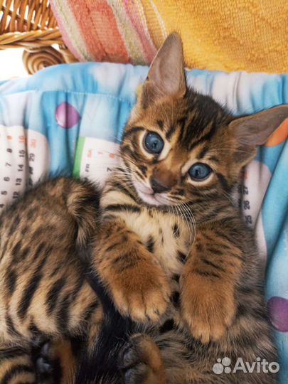 Бенгальская кошка