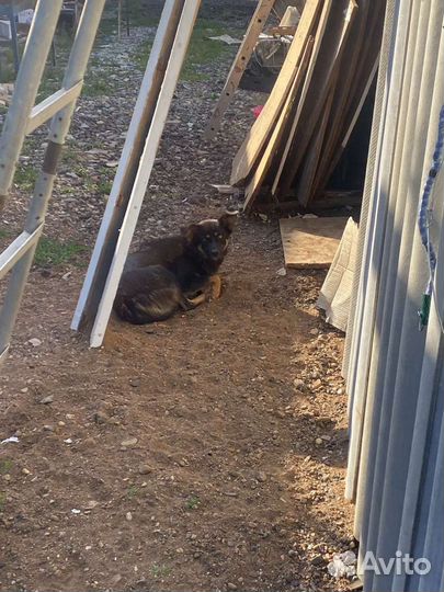 Отдам кутят в добрые руки