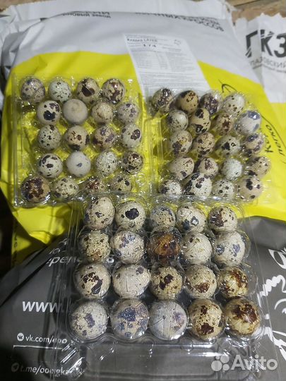 Перепела продажа