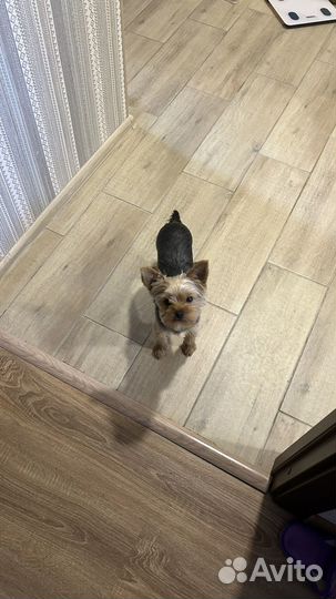 Собака йоркширский терьер мини