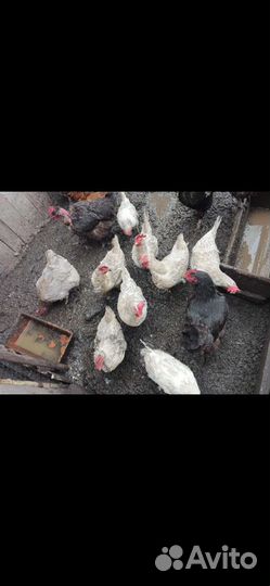 Куры несушки