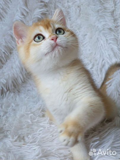 Британский мальчик, золотая шиншилла