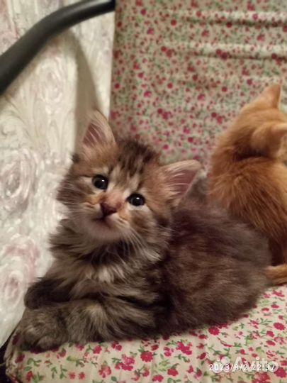 Котята мальчики