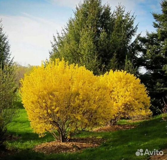 Форзиция Ива Барбарис, Черная и Красная Смородина