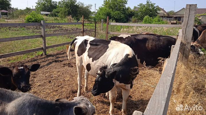 Корова молочная