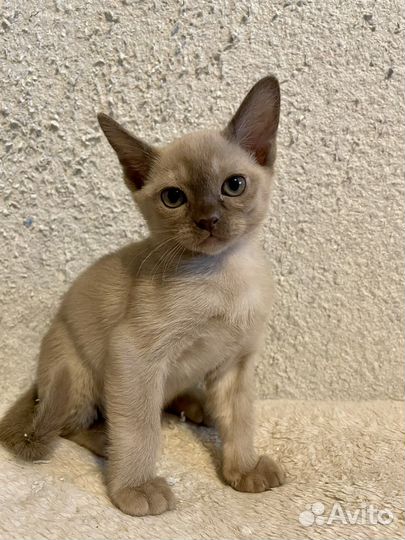 Бурманская