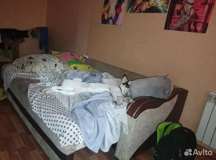 Собака в добрые руки отдам бесплатно