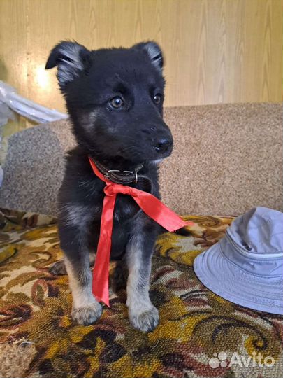 Прекрасная девочка Лора в добрые руки