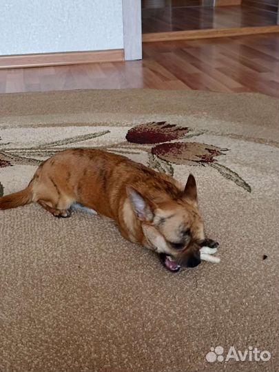 Вязка кобель чихуахуа