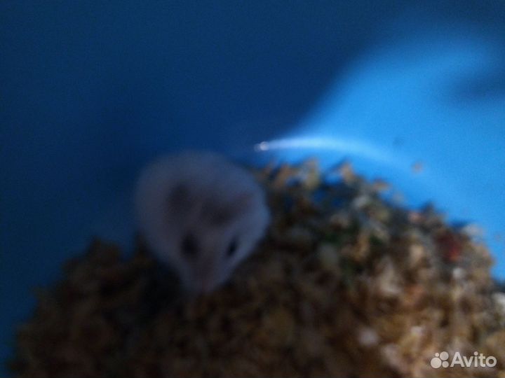 Девочки и мальчик по 100