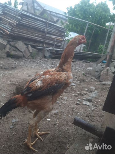 Орловские и бойцовые