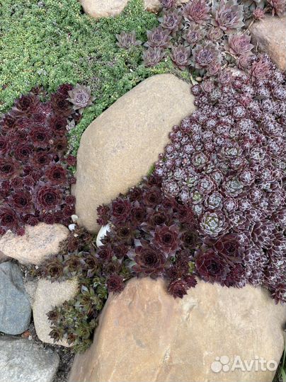 Молодило каменная роза