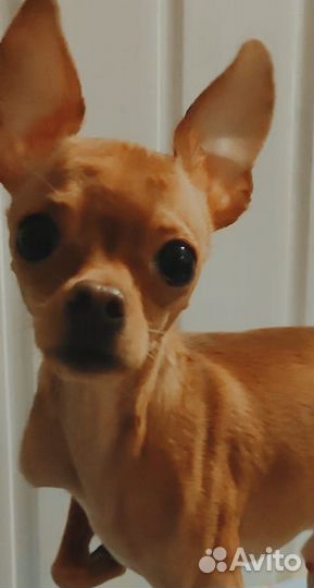 Мини той-терьер