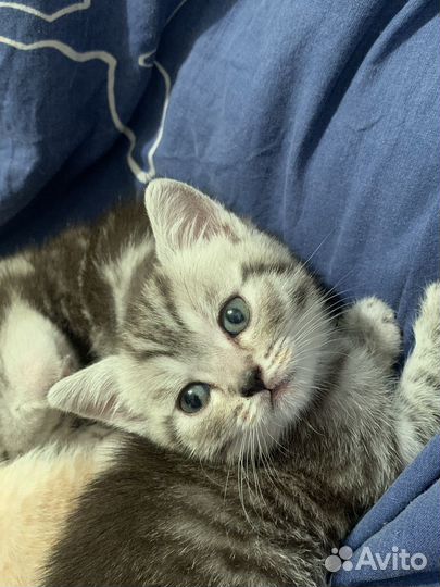 Британская