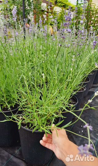 Саженцы лаванды