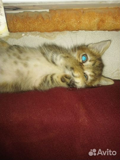 Котенок в дар