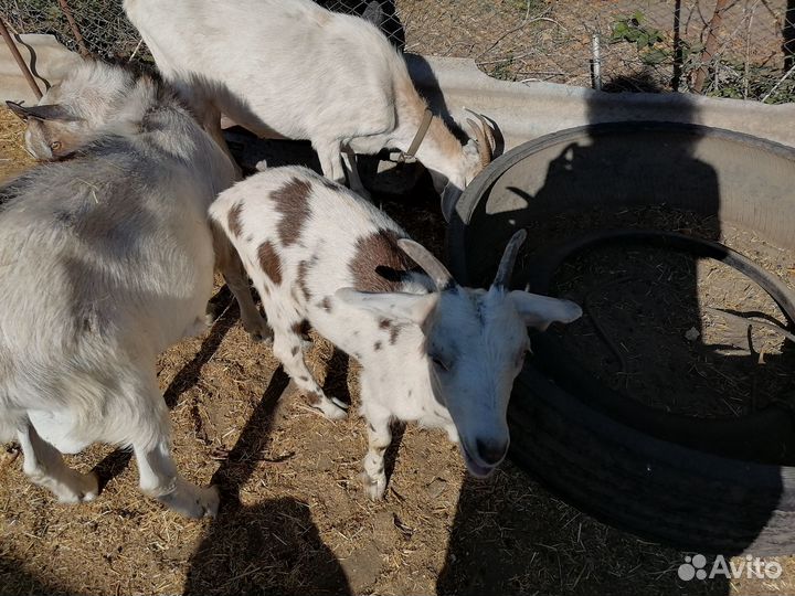 Продаю коз