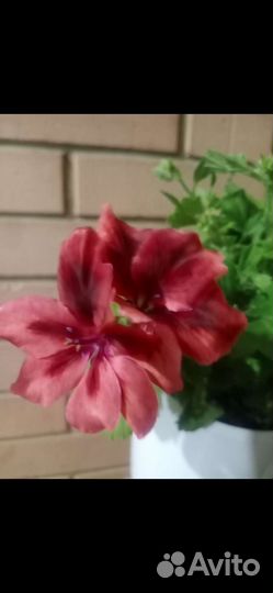 Пеларгония герань