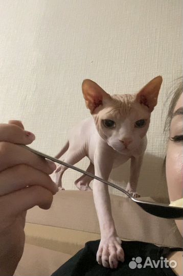Кот сфинкс вязка
