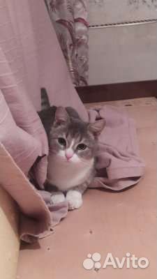 Кошечка, 1 год