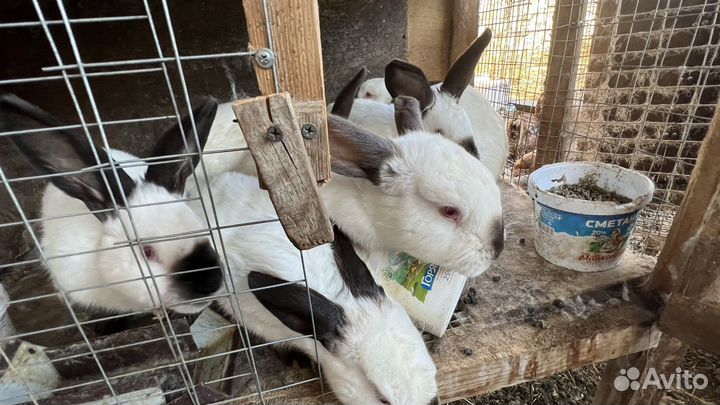 Калифорнийские кролики