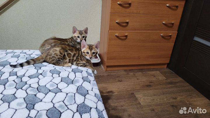 Бенгальские мальчики