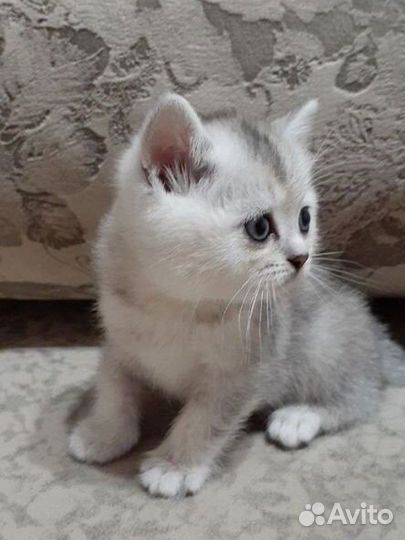 Британские котята