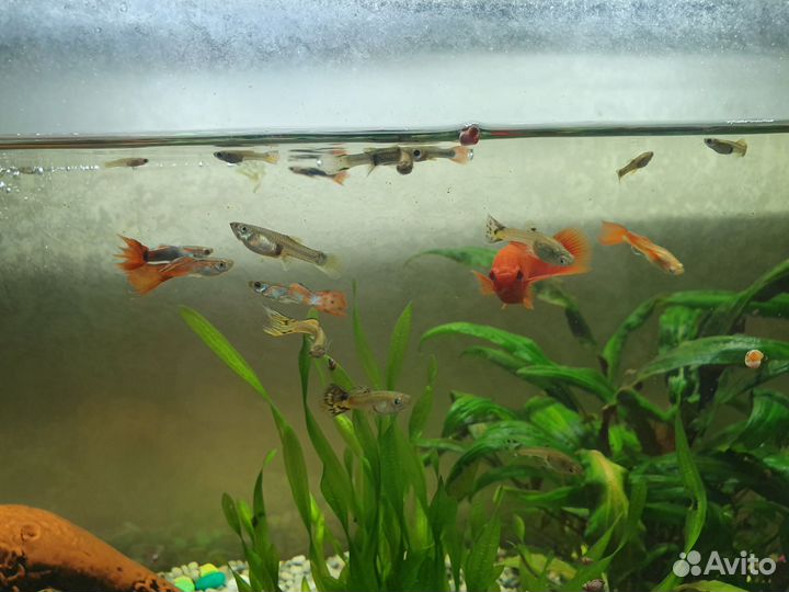 Аквариум с рыбками