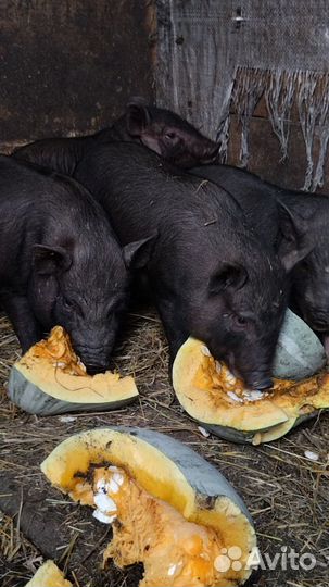 Вьетнамские вислобрюхие поросята