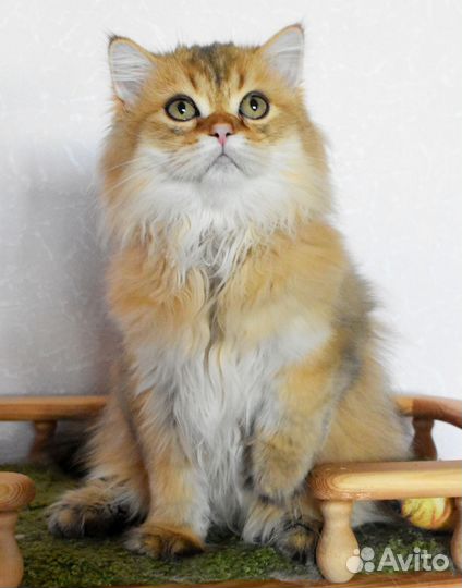 Шотландская золотая шиншилла