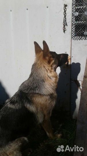 Немецкая овчарка