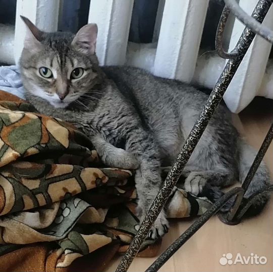 Кошка