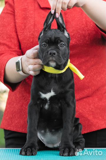 Щенки кане Корсо