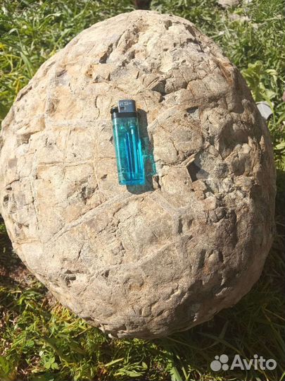 Яйцо Дракона Септария