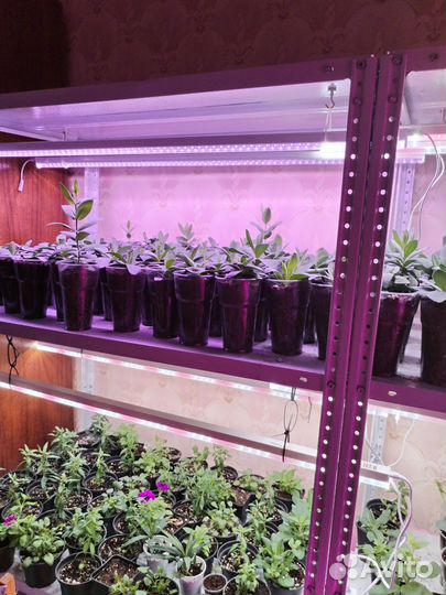 Петуния, эустома, ампельная виола