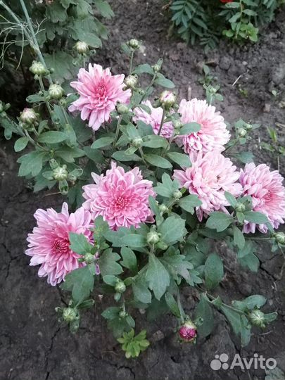 Хризантемы мультифлора