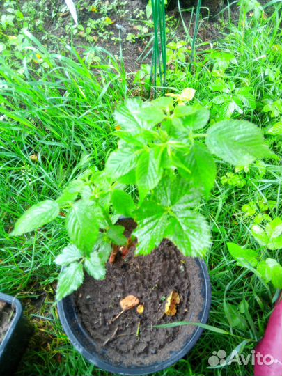 Топинамбур ежевика мята тархун земляника