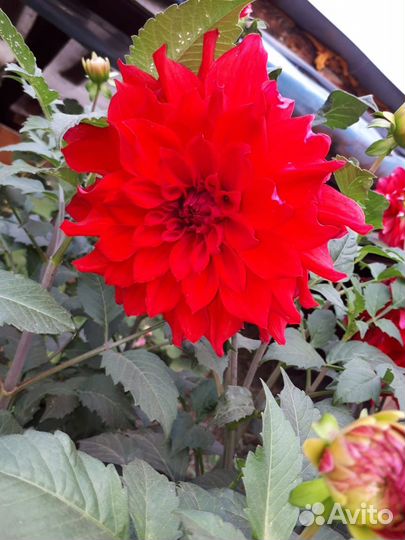 Клубни георгина