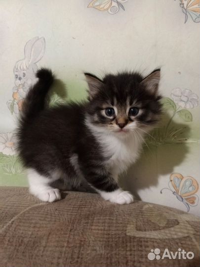 Котятки в добрые руки