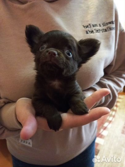 Мини мальчик