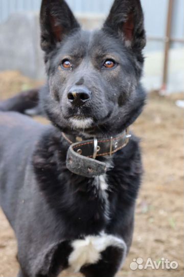 Ассоль ищет дом