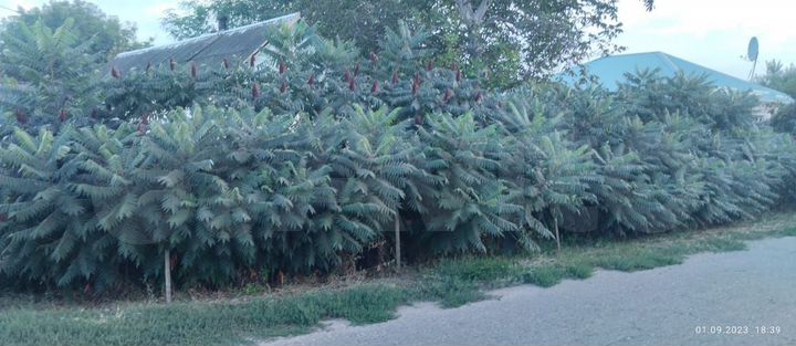 Дом 49 м² на участке 33 сот.