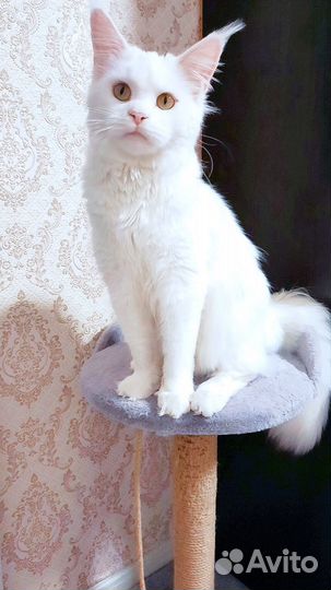Кошка мэйн кун