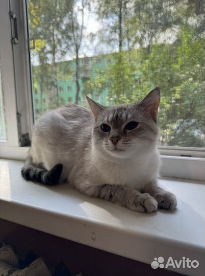 Тайская кошка