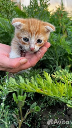 Котята ищут любящую семью