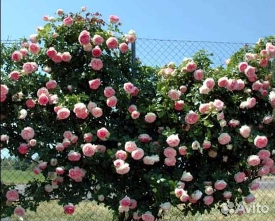 Саженцы плетистых роз открыт сезон продаж