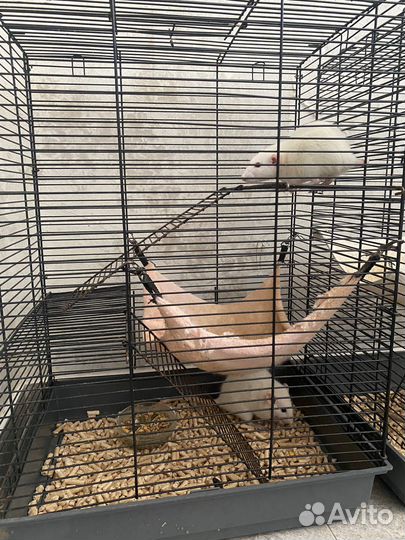 Крысы с клеткой