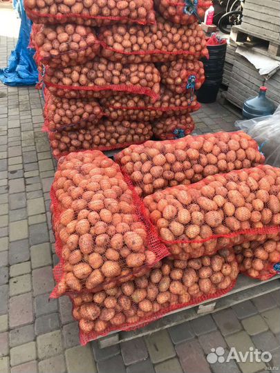 Картошка из деревни красная Скарлет hg2