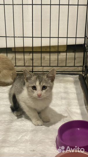 Котенок