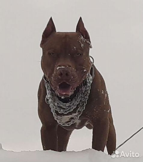 Вязка пит буль кобель